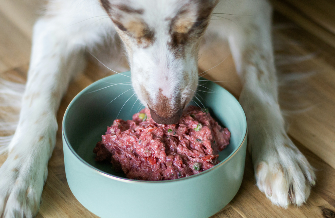 Are Spicy Herbs Detectable and Safe for Dogs? What You Should Know