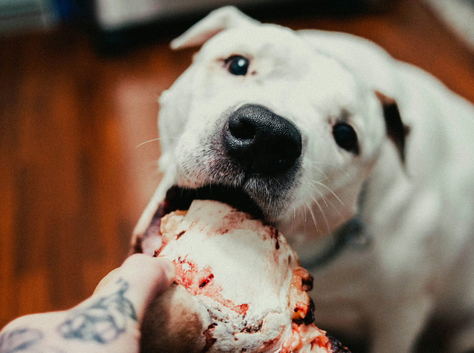 Using Meat Tenderizer in Dog Food: How Much Should You Add?