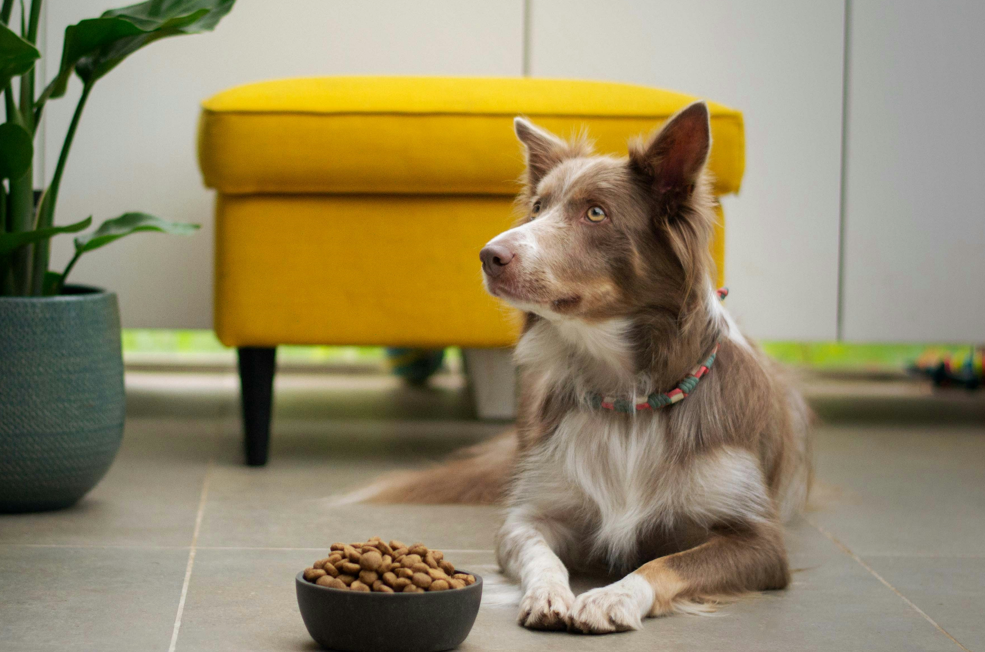 Dog Not Eating? Here Are 15 Potential Reasons