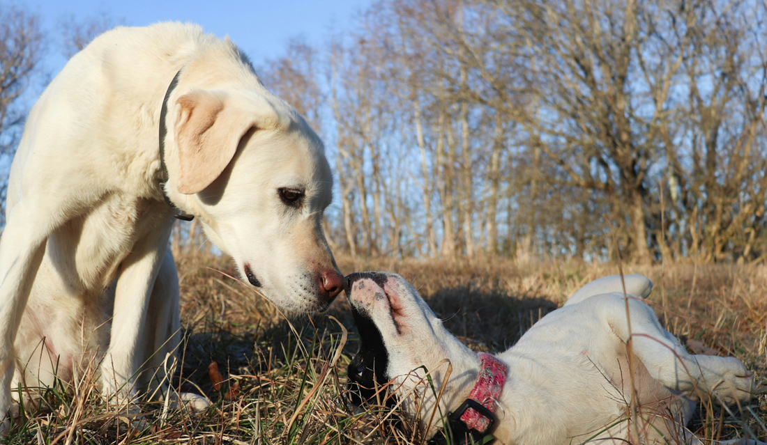 Tips to Help a Male Dog Eat When There’s a Female in Heat