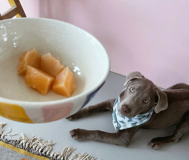 Softening Dry Dog Food: Tips for Seniors and Dogs with Dental Challenges