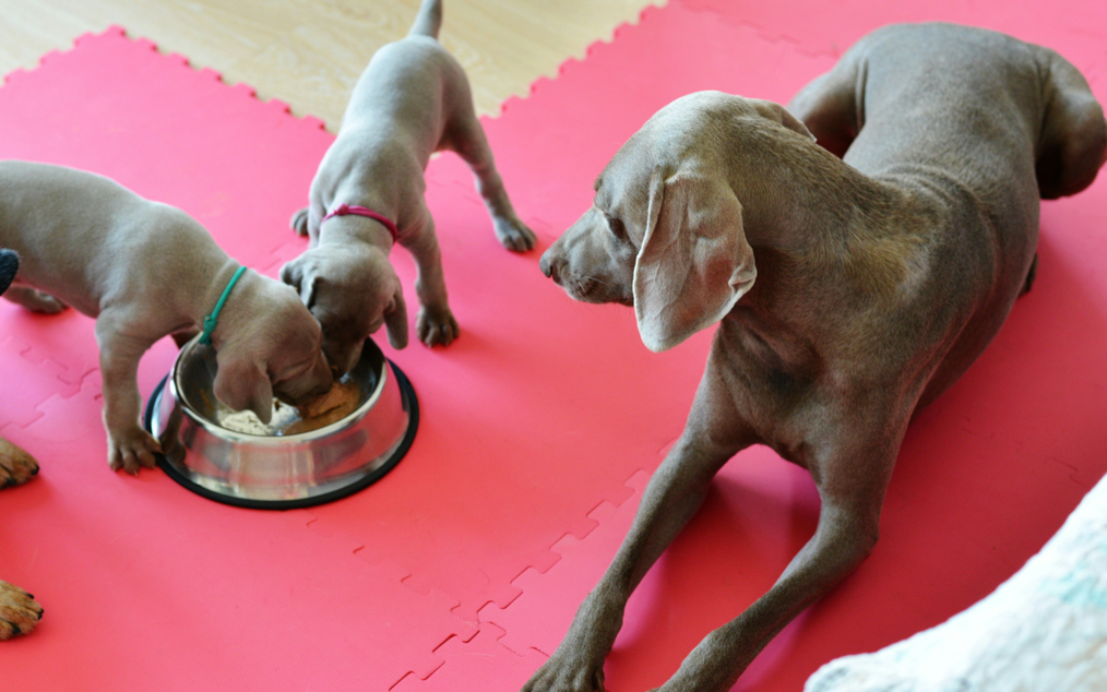 Healthy Nutrition for Pregnant Dogs: What to Include in Their Diet