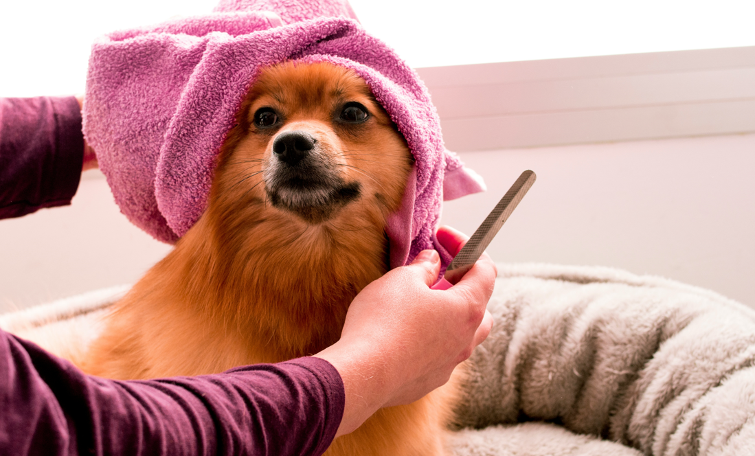 Tips and Strategies to Help Your Dog Relax While Getting Nails Clipped