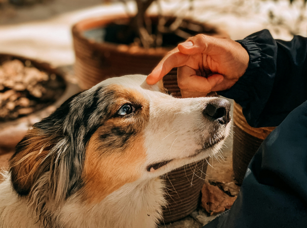 Adapting Life with a Blind Dog: What Every Owner Should Know