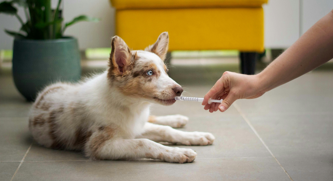 Dog Vaccinations Explained: Essential, Optional, and Yearly Vaccines