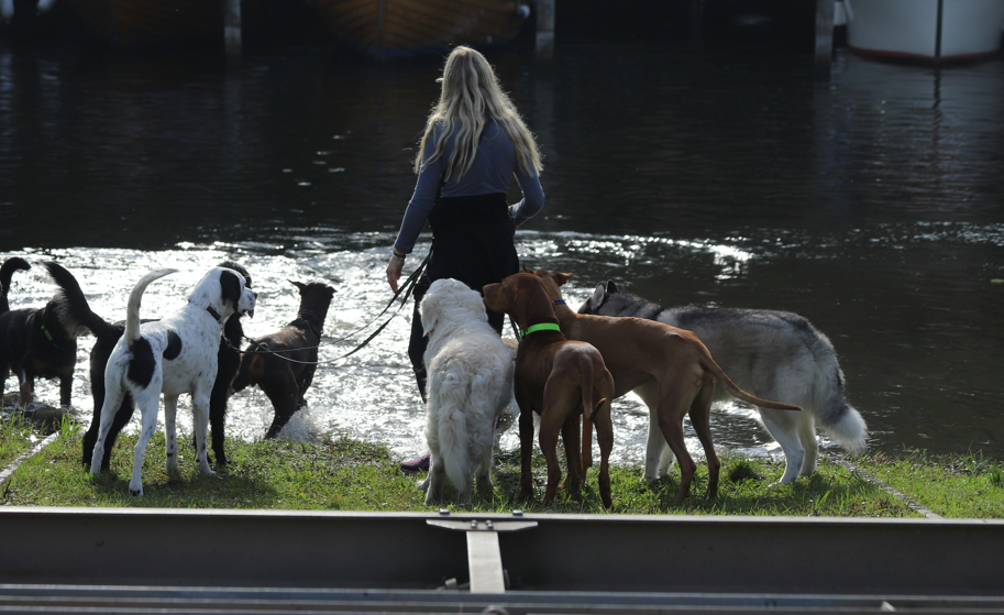 Can Brother and Sister Dogs Breed? A Guide to Inbreeding Risks