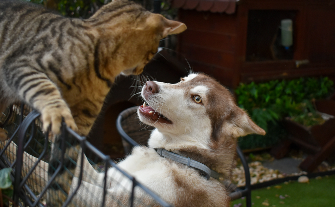 Dog’s Eye Scratched by a Cat? Here’s What to Do