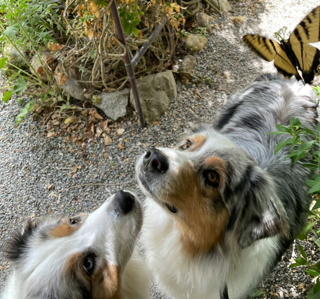 Emergency Care for Dogs Stung by Bees or Wasps