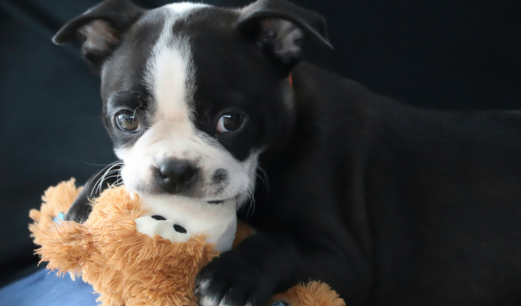 The Essential Guide to Keeping Your New Puppy Safe at Home