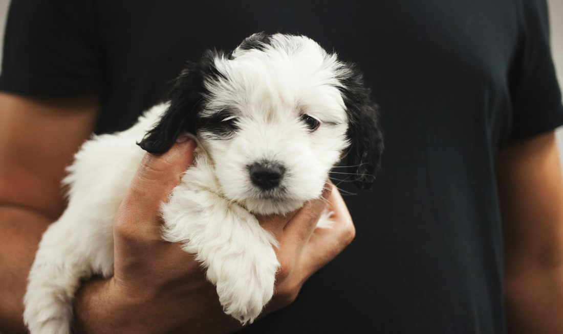 How Much Time Should I Spend with My New Puppy?