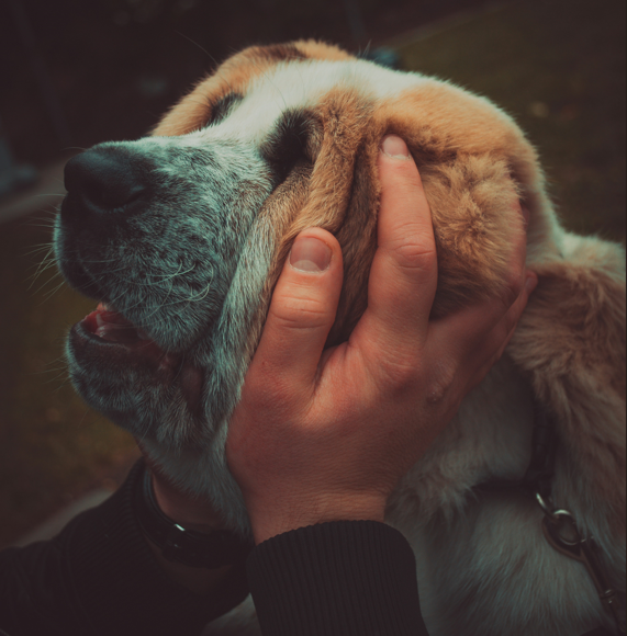 Ensuring a Comfortable Recovery for Your Neutered Male Dog