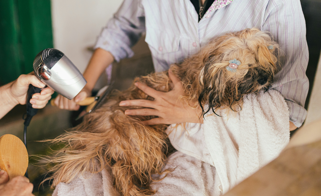 How to Care for Your Dog After a Tooth Extraction