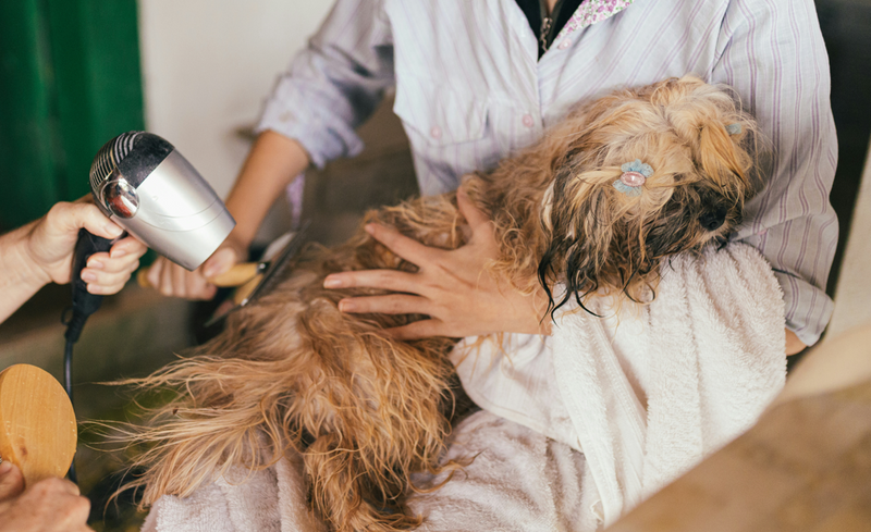 How to Care for Your Dog After a Tooth Extraction