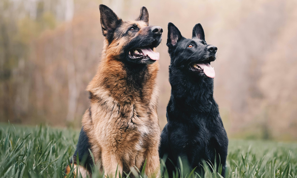 Top 7 Allergies Affecting German Shepherds