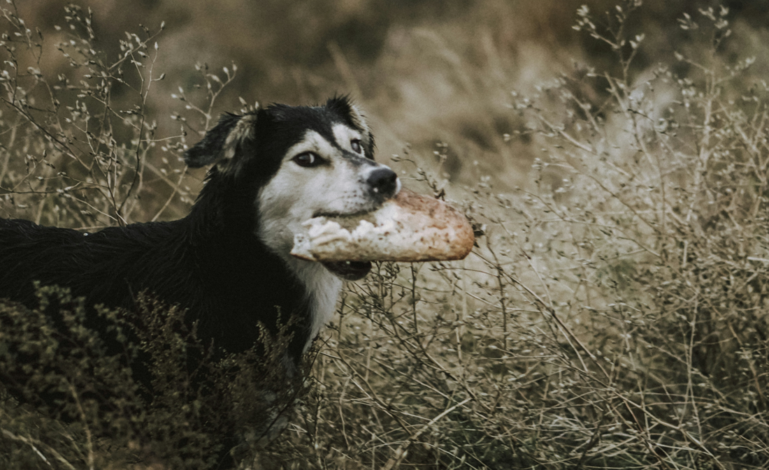The Reason Dogs Hide Their Food and Treats