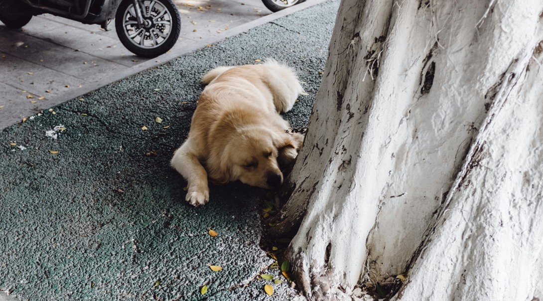 Understanding Why Dogs Circle Before Pooping and Lying Down