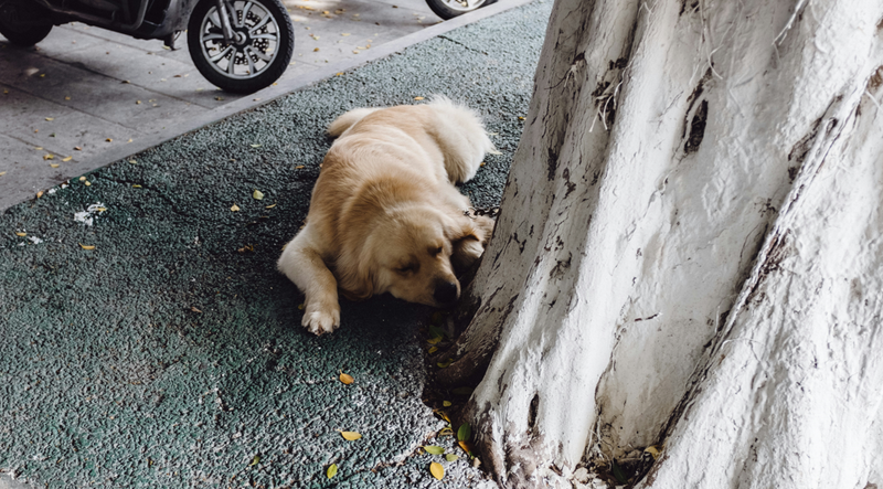 Understanding Why Dogs Circle Before Pooping and Lying Down