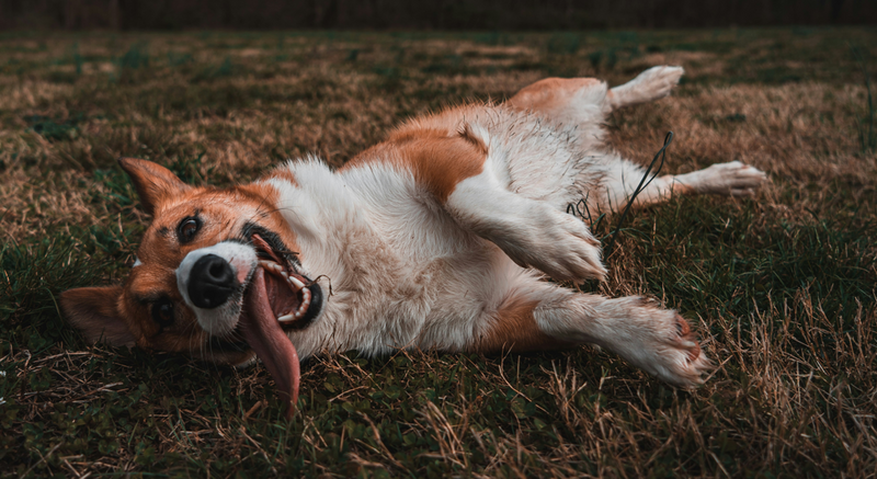 Why Dogs Masturbate: What You Should Know