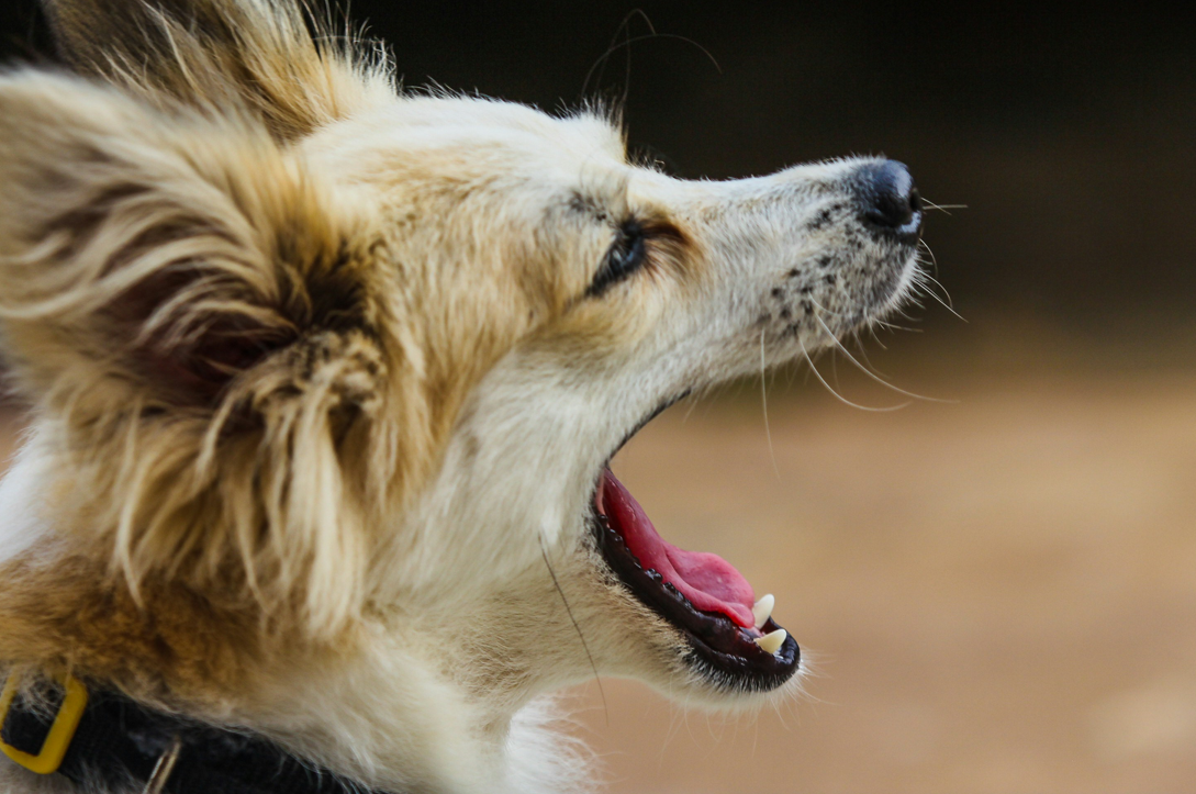 Can Dogs Get Tired of Barking?