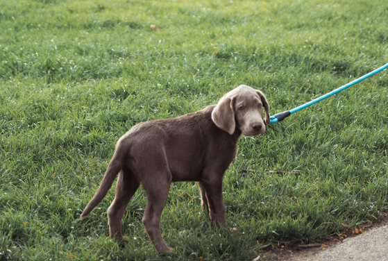Why Is My Dog Not Barking? Should I Worry?