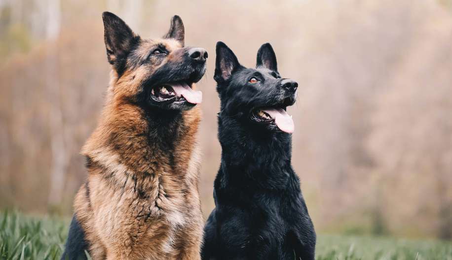 Why Does My Dog Look Around Frantically Like He Sees Something?