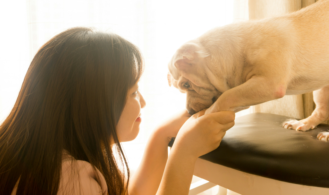 Can Dogs Develop Sexual Attraction to Humans?