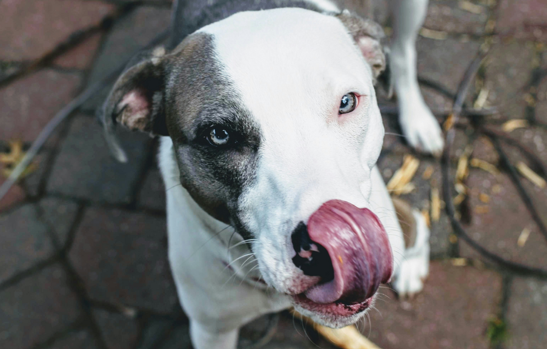 Is It Normal for Dogs to Lick Their Private Areas So Often?