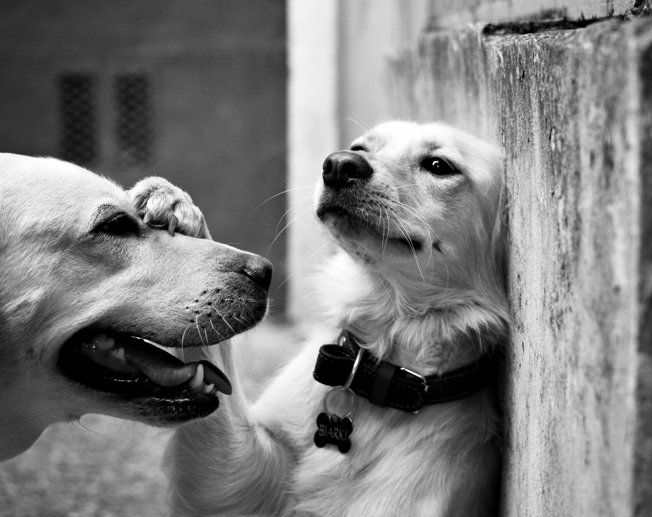 Understanding Your Dog’s Mental Health