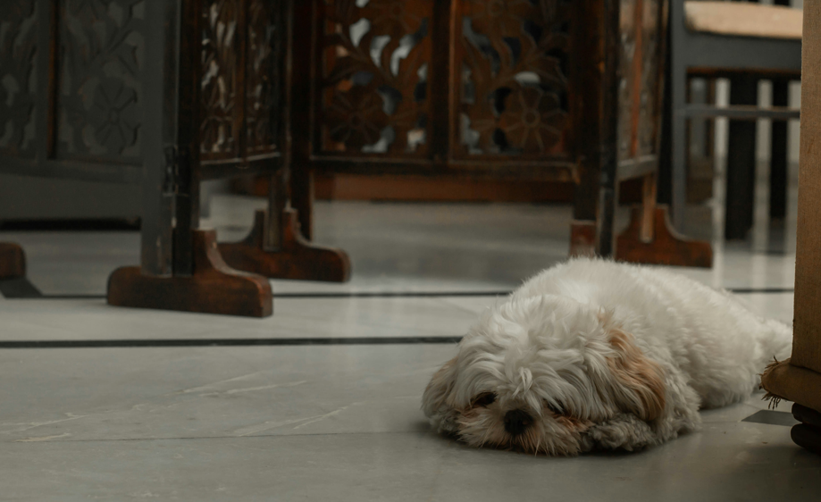 How to Develop a Structured Daily Routine for Your New Puppy