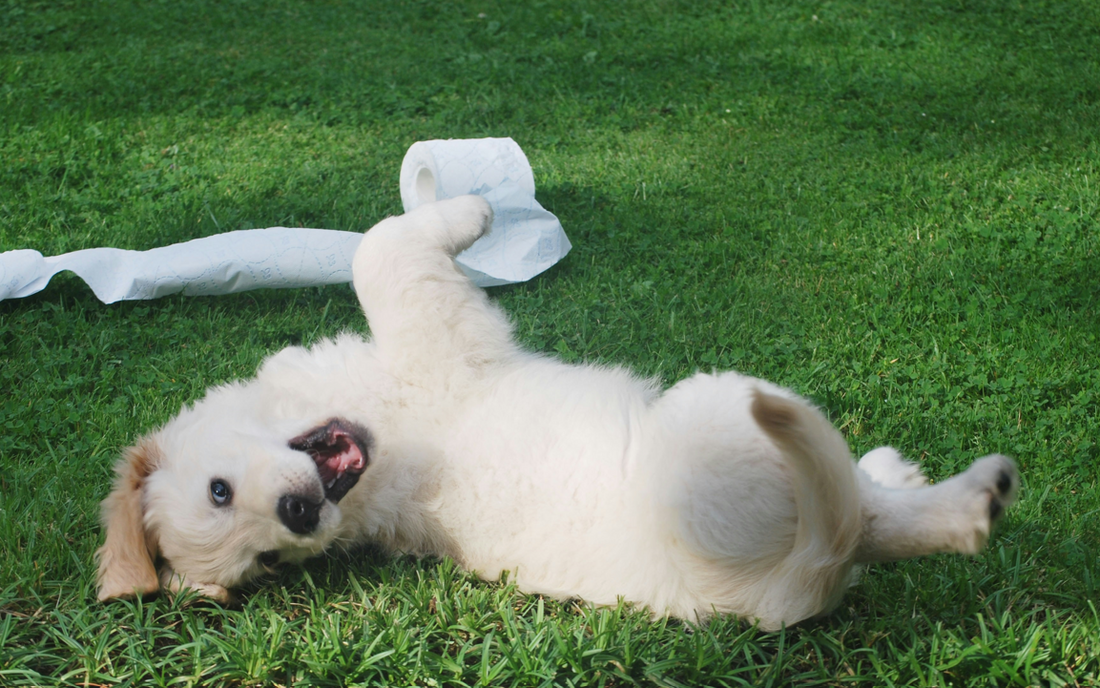 7 Quick Tips to Help Your Dog Poop Faster