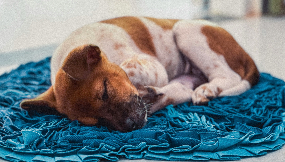 8 Ways to Help Your Dog Sleep Better at Night