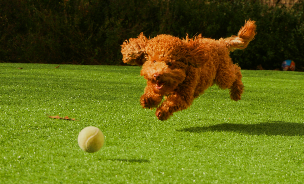 What to Do When Your Dog Is Crazy About Their Ball