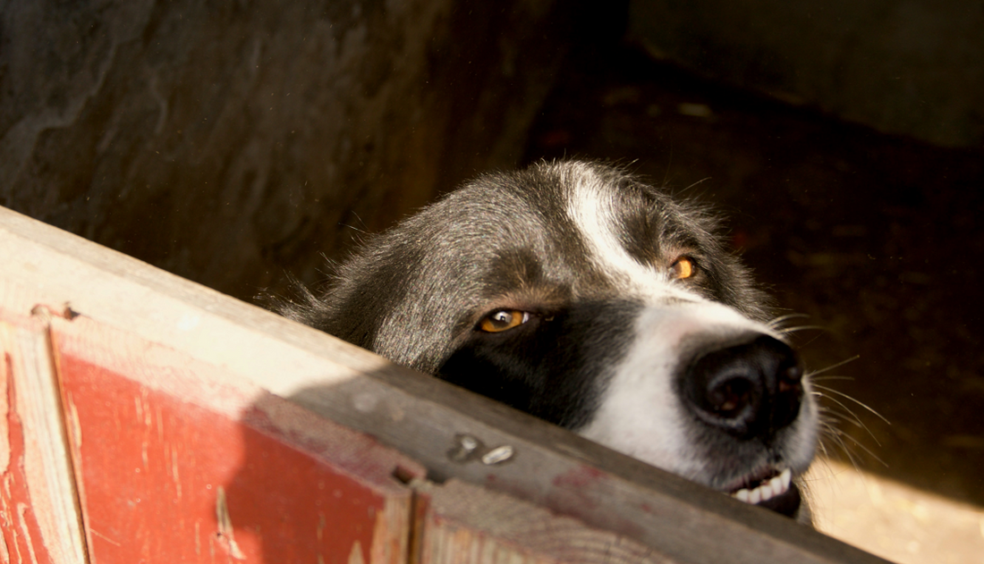 Earning a Fearful Dog’s Trust: Step-by-Step Guide