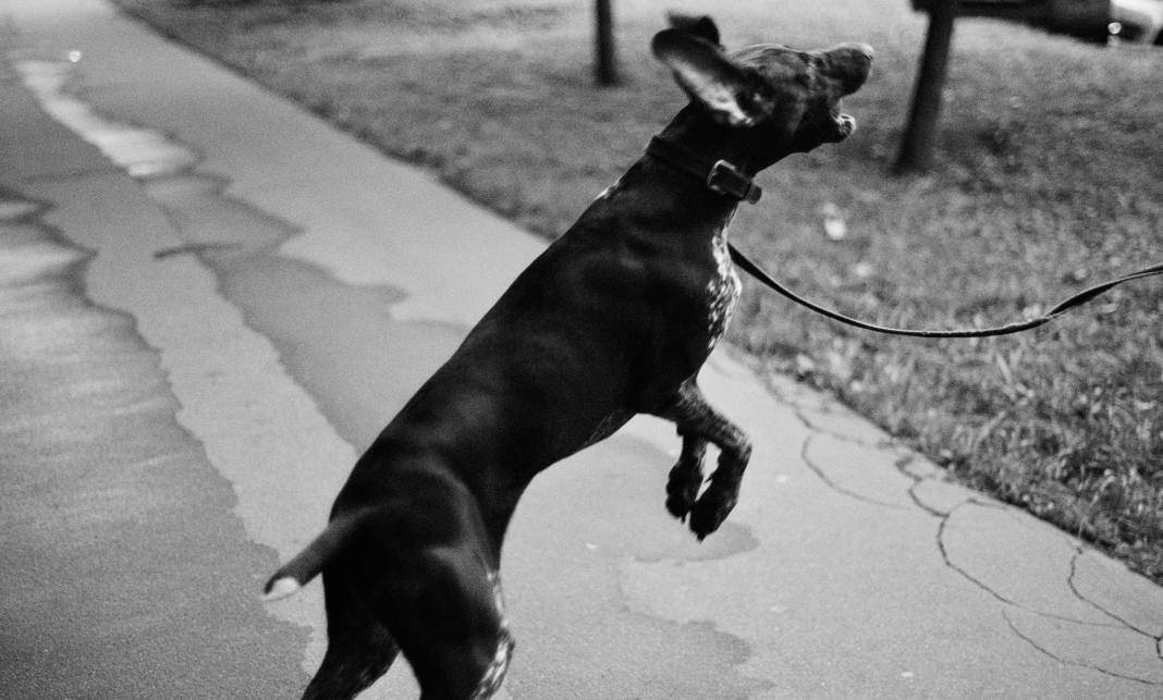 Dog Climbing or Jumping Fences? Here's How to Stop It
