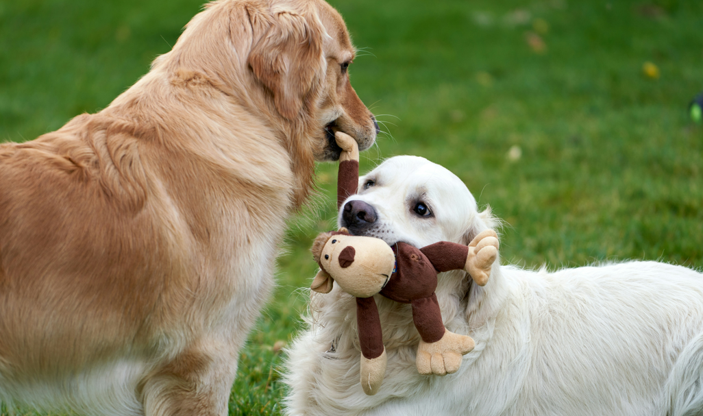 5 Reasons for Possessive Aggression in Dogs and How to Stop It
