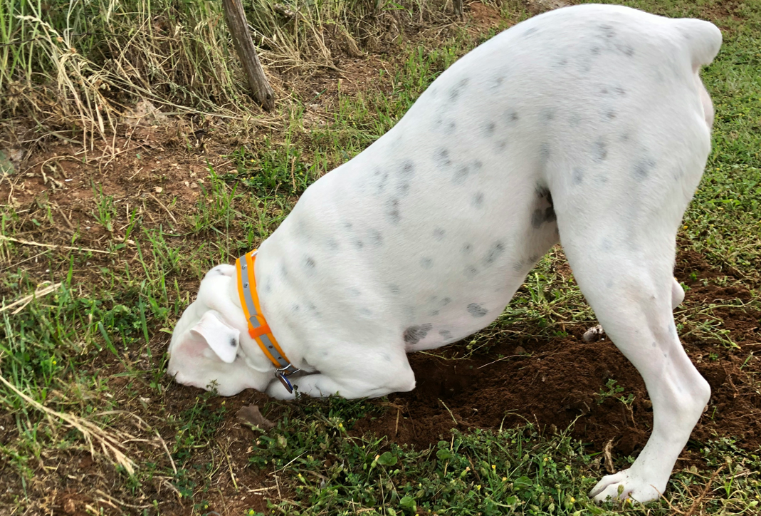 Stop Fence-Digging: 14 Effective Tips to Curb Your Dog’s Behavior