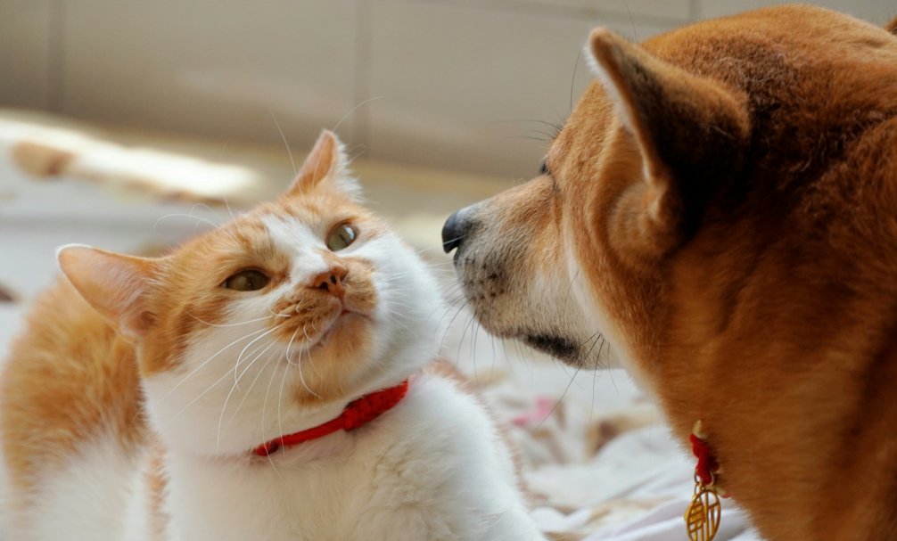 Understanding Why Dogs Kill Cats and Ways to Stop It