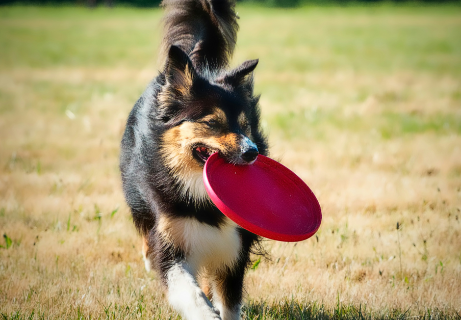 Teaching Your Dog to Catch a Frisbee: Step-by-Step Guide