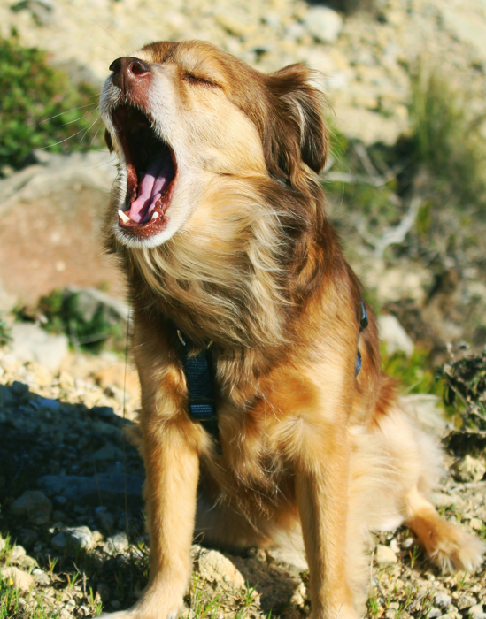 Effective Ways to Stop Your Pomeranian from Barking