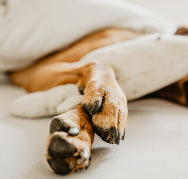 Understanding Claw Care in Dogs: Can They Be Declawed?