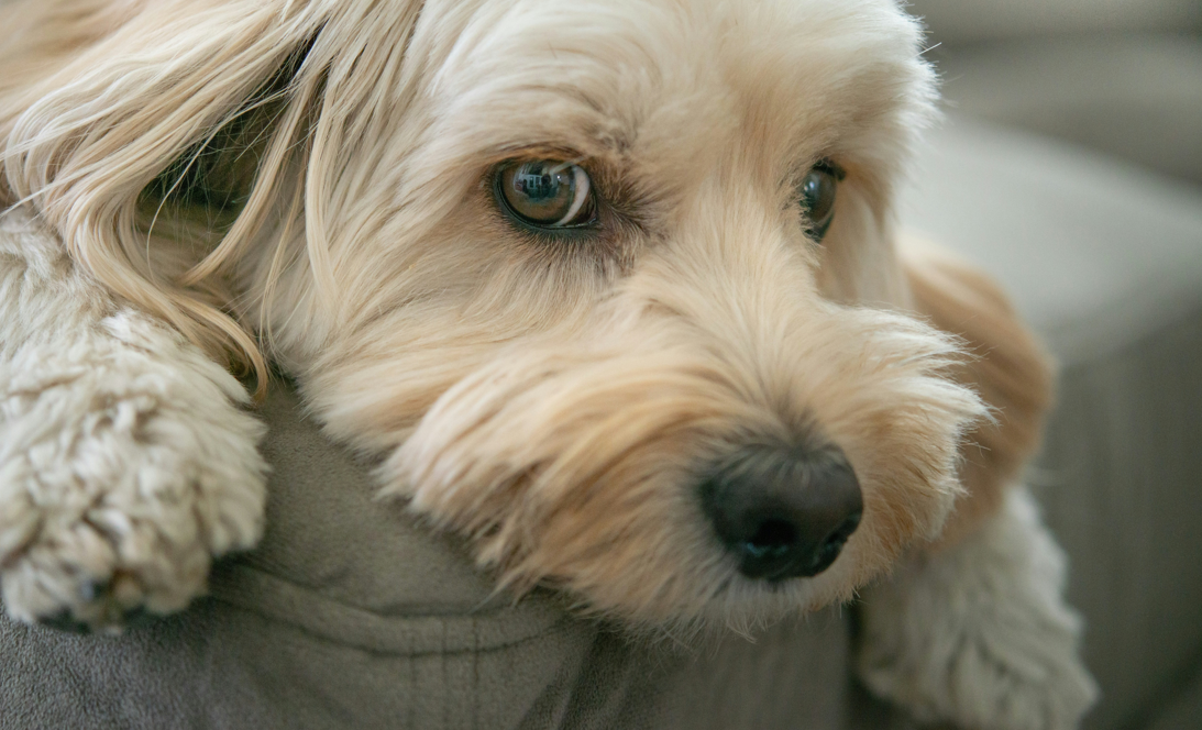 Dog Whisker Regrowth: What You Need to Know