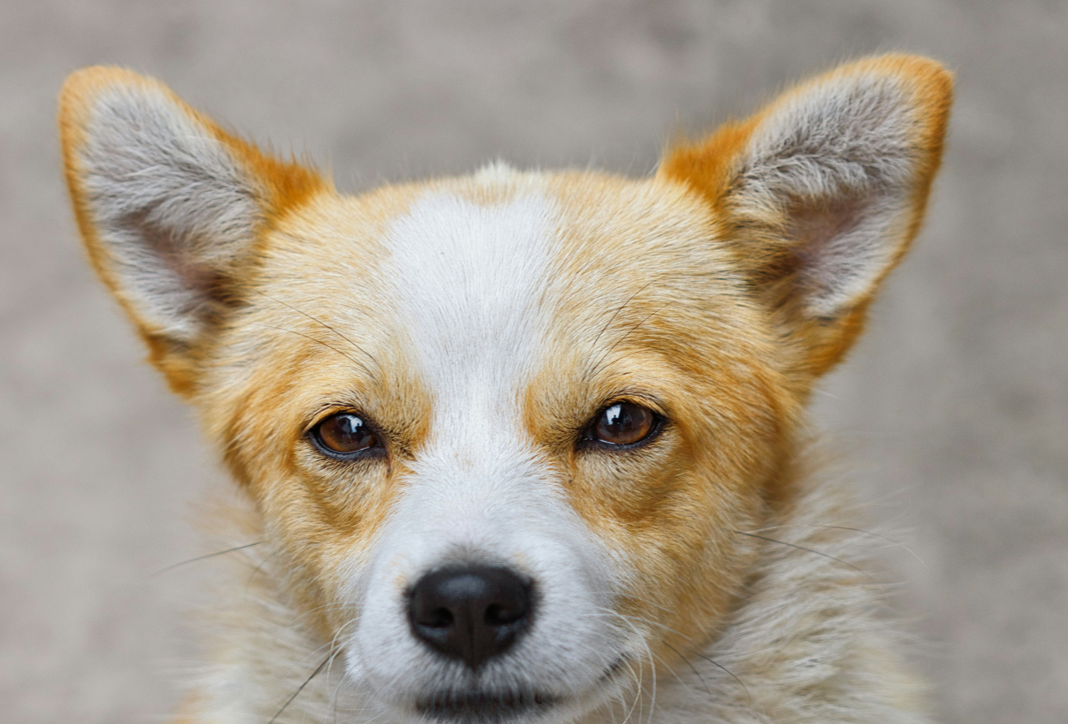 Homemade Ear Cleaning Solutions for Dogs: A Natural Care Guide