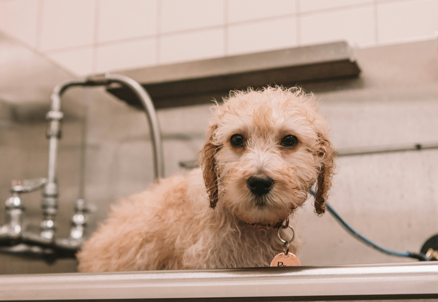 Is Baby Shampoo Safe for Dogs? Everything You Need to Know