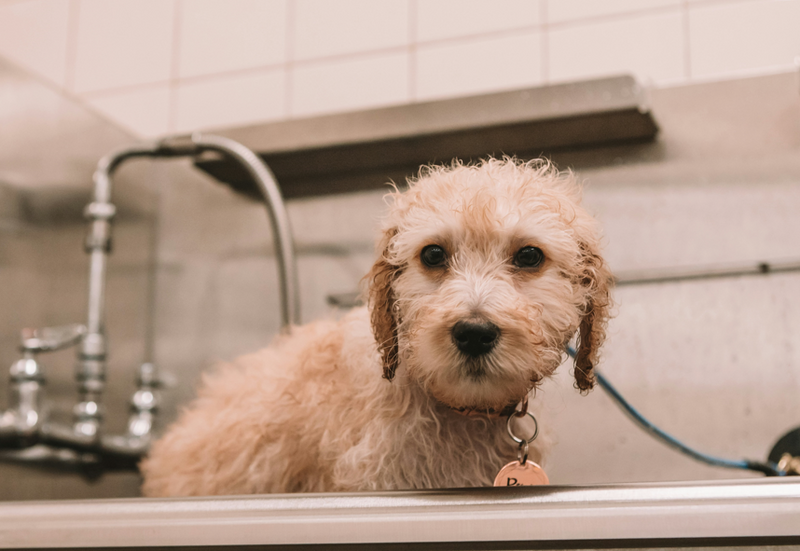 Is Baby Shampoo Safe for Dogs? Everything You Need to Know