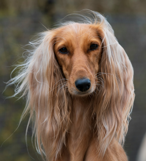 Home Solutions for Matted Dog Hair: Untangling or Shaving Tips