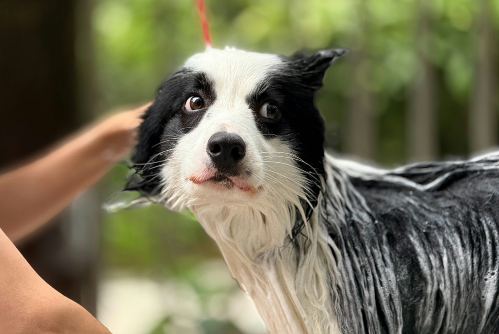 Dog Shampoo Alternatives: Keeping Your Dog Clean When You’re Away