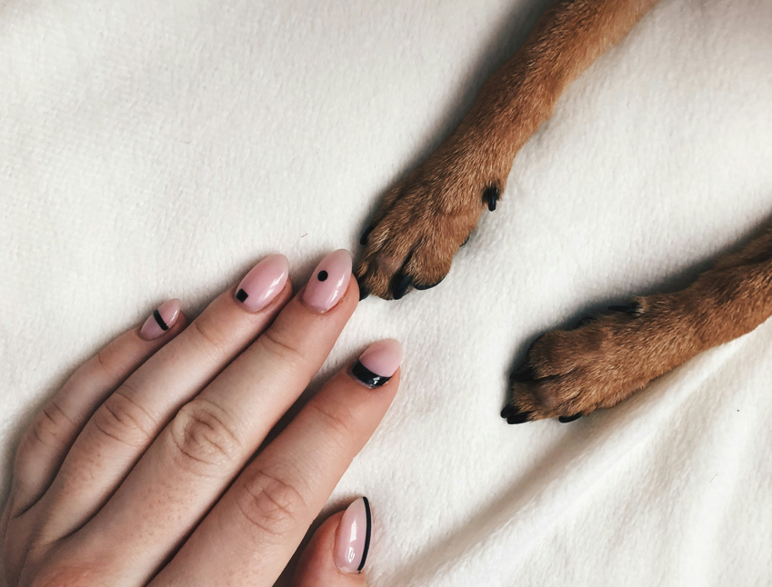 Using Human Nail Polish on Dogs: Safety and Pet-Friendly Options Explained