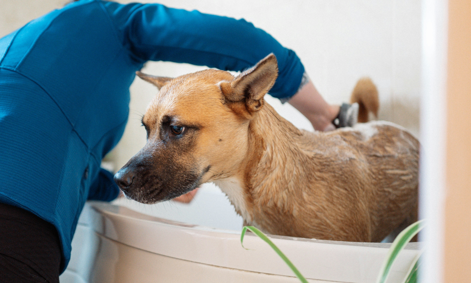 Can Head and Shoulders Shampoo Be Used on Dogs?