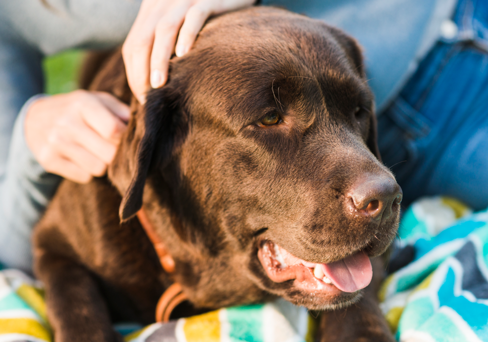 Simple Homemade Anti-Itch Spray Solutions for Your Dog