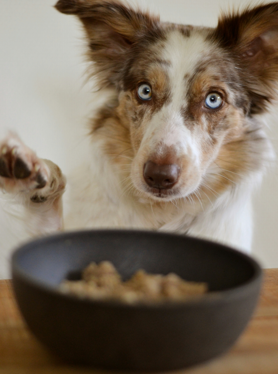 Optimal Dog Food Options for Calcium Oxalate Bladder Stones